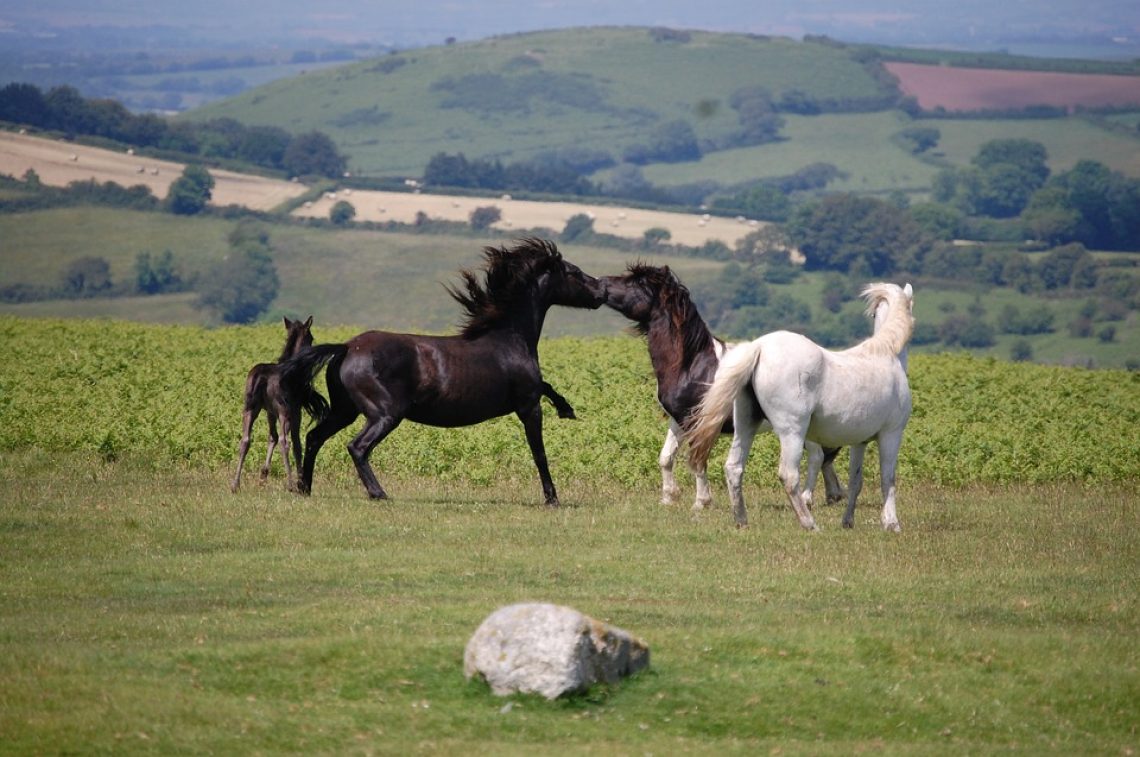 DartmoorPony