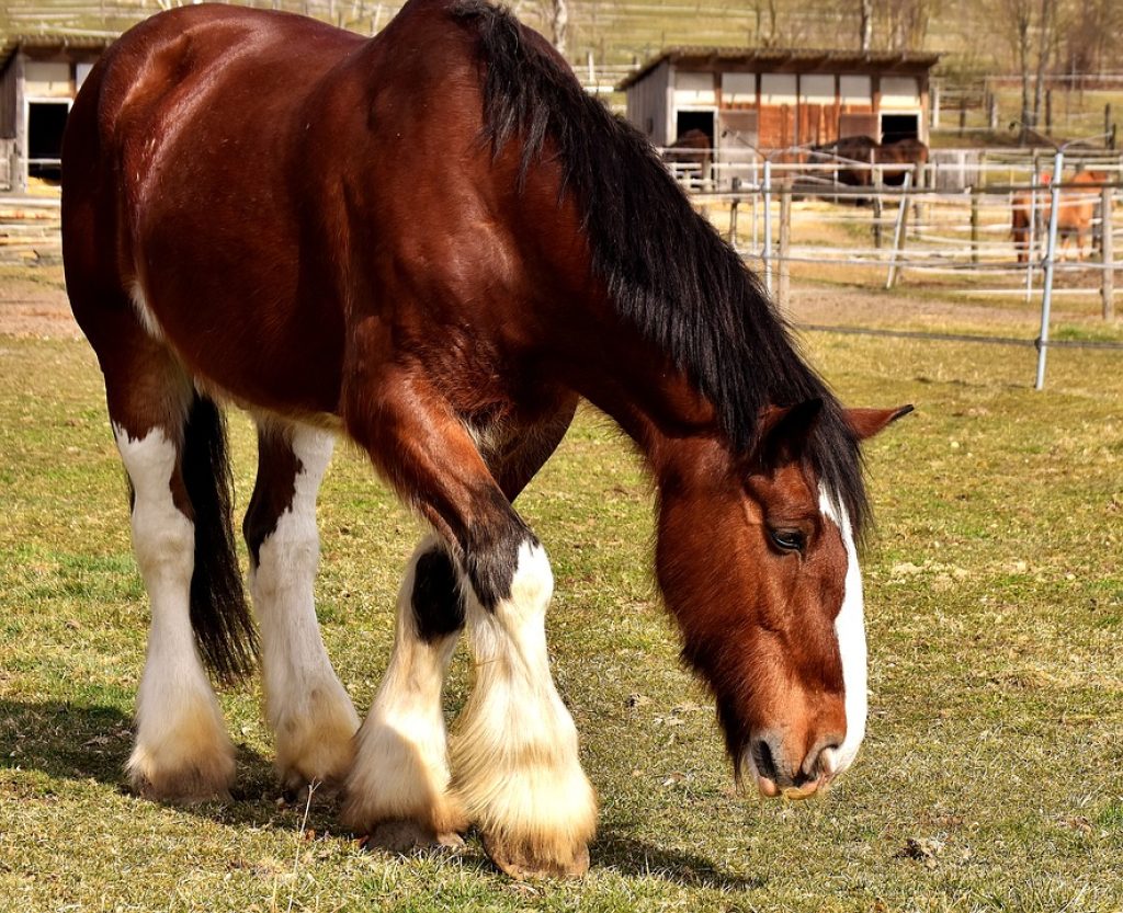 Shire Horse 