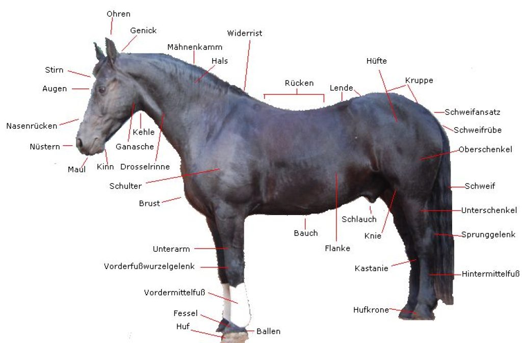 Körperbau des Pferdes