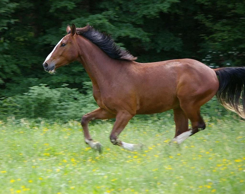 bayrische Warmblut