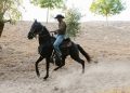 Stimme des Reiters