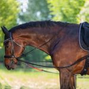 Waldhausen Dreieckszügel W-trainRein