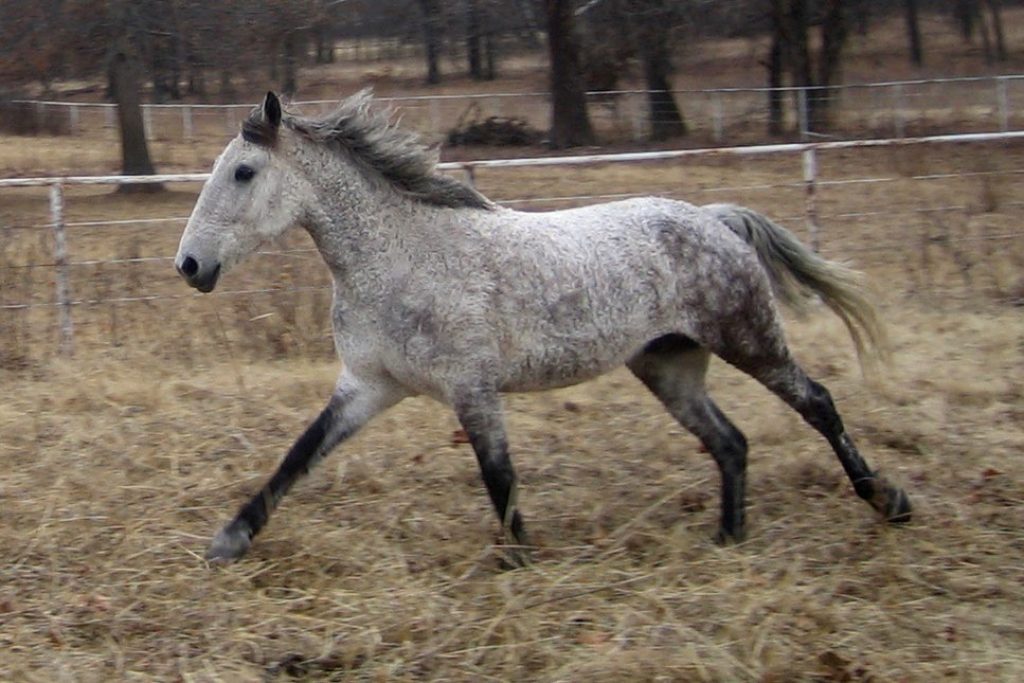 American Curly Horse