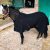Abschwitzdecke Pferd mit Schweifriemen und Kreuzgurt – Stalldecke Pferd aus Fleece, Abschwitzdecke (Schwarz, 175 cm)