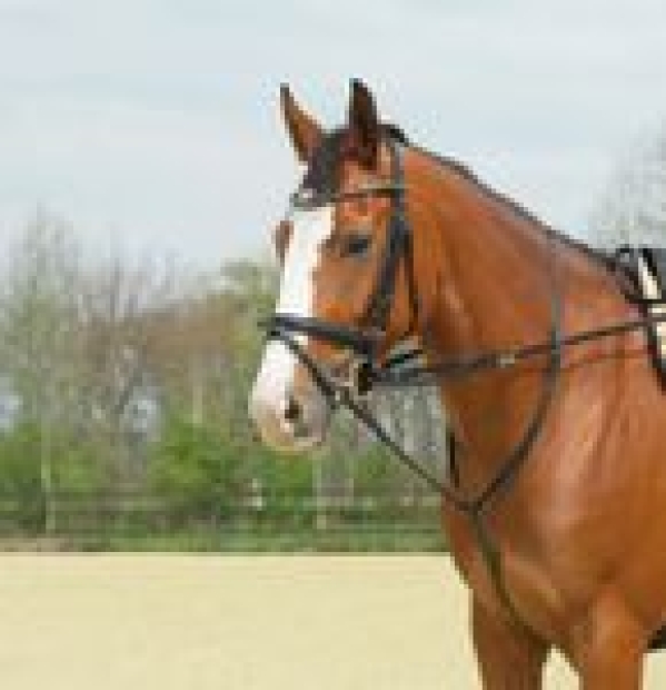 Busse Thiedemann-Kombination BASIC
