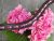 GlücksHucke Stirnriemen Pferd lila ‚Burgundy‘ geschwungen, weich unterlegt mit Glitzer Chatons in Violett und Aubergine (WB, Lederfarbe Schwarz)