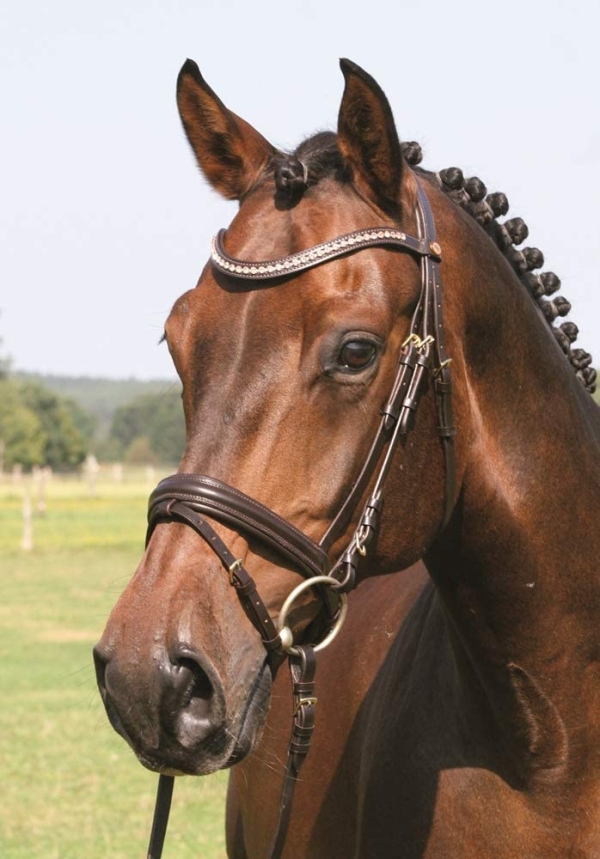 Hans Melzer Horse Equipment Trense Mechtersen, braun/messing, Vollblut