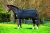 Horseware Rambo Ionic Liner 100g Unterdecke Black/Orange wählbare Größen