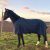 Regendecke mit Kreuzgurt für Pferde, Ponys Weidedecke – Ganzjahres Decke für Outdoor, wasserdicht, 125 cm – 175 cm (Blau, 165 cm)